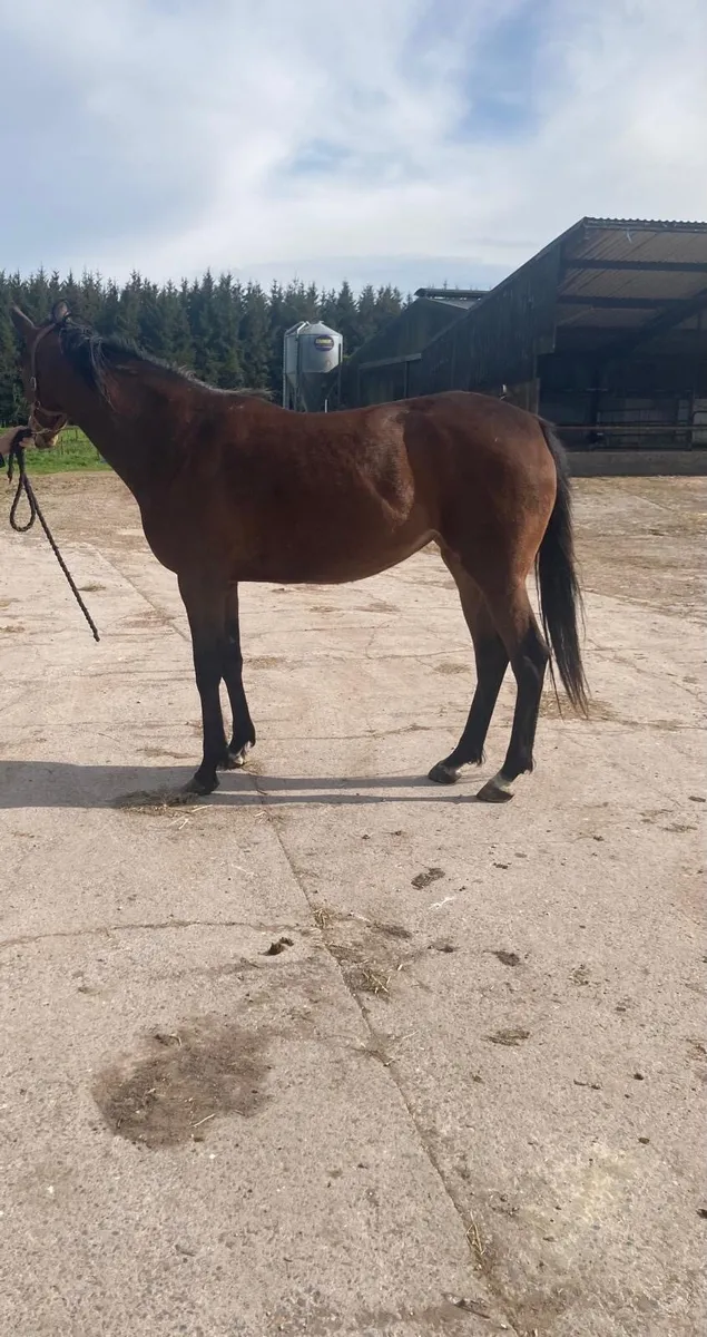 3 year old filly - Image 2