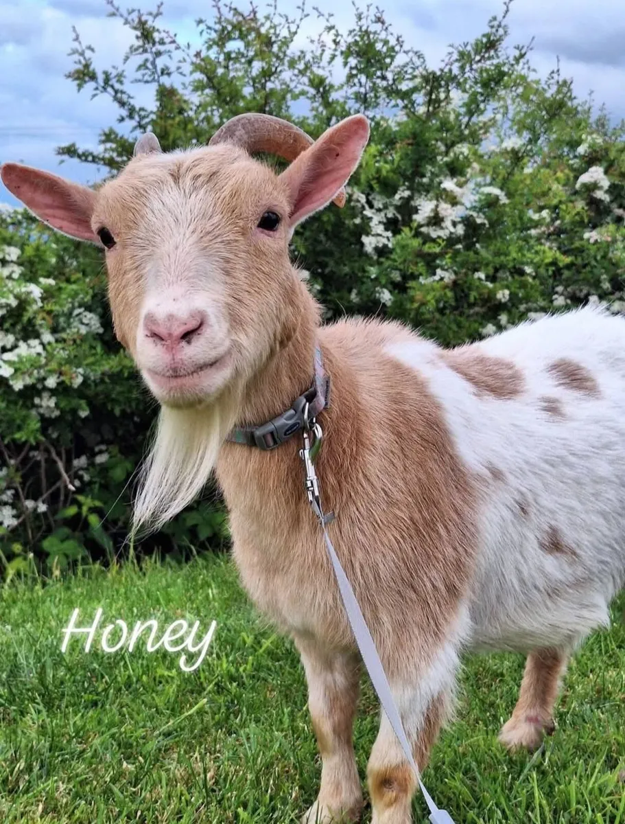 Pygmy Goat kids - & Female pet goat - Image 2