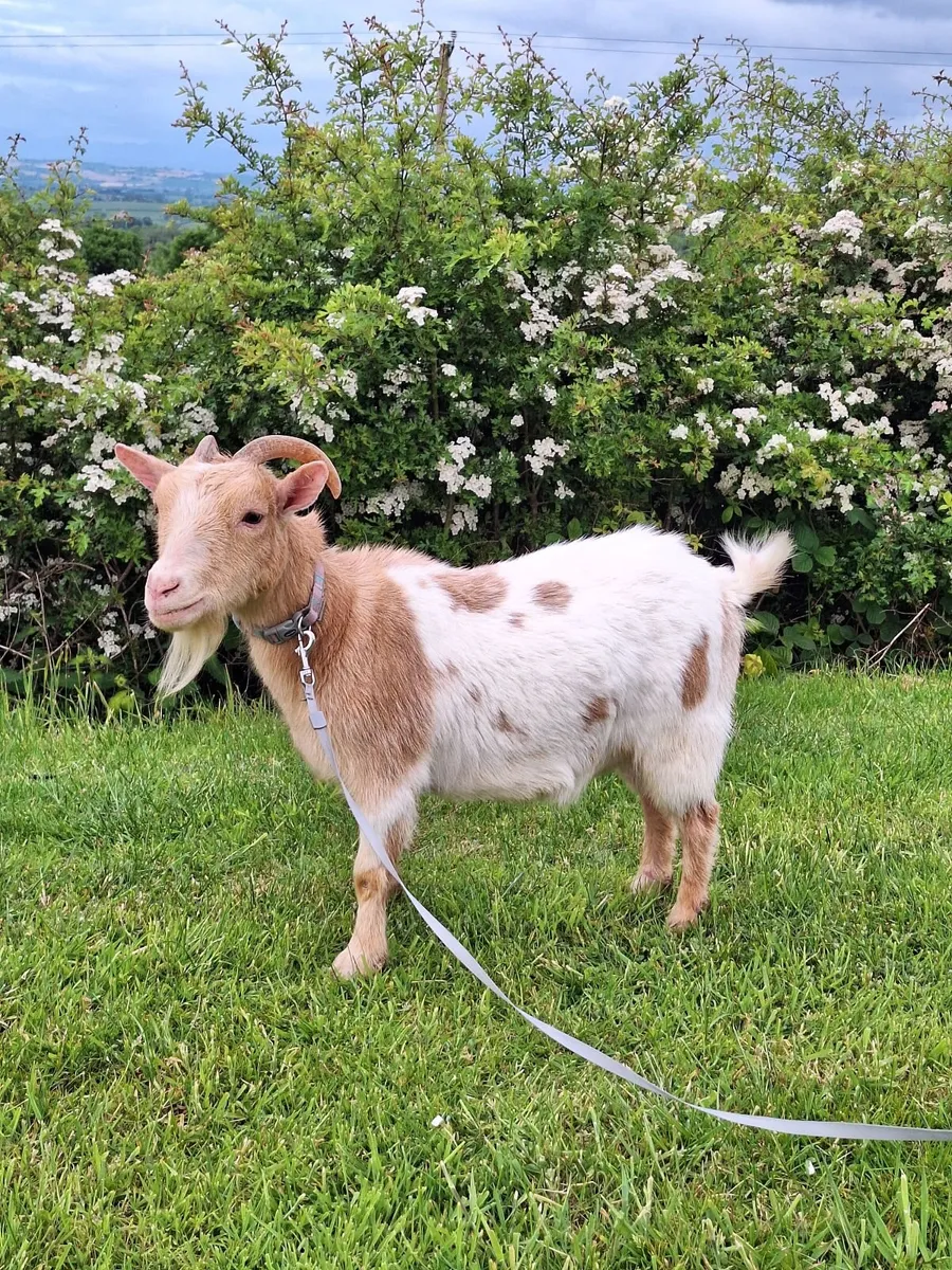 Pygmy Goat kids - & Female pet goat - Image 1