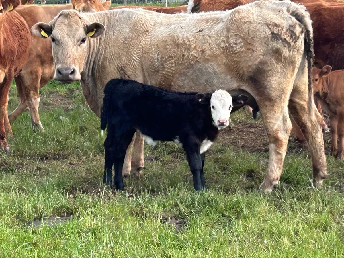 2 super calved cows - Image 2