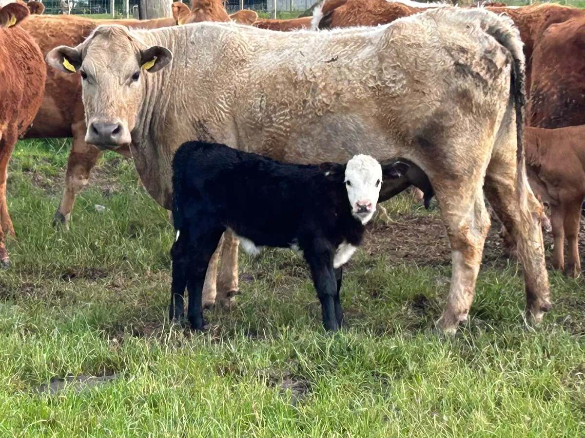 2 super calved cows - Image 3
