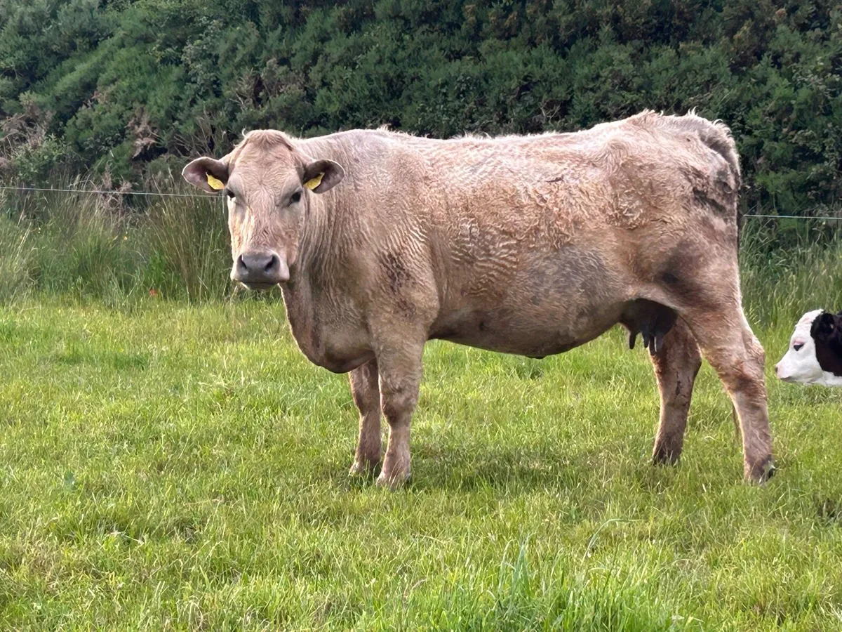 2 super calved cows - Image 4