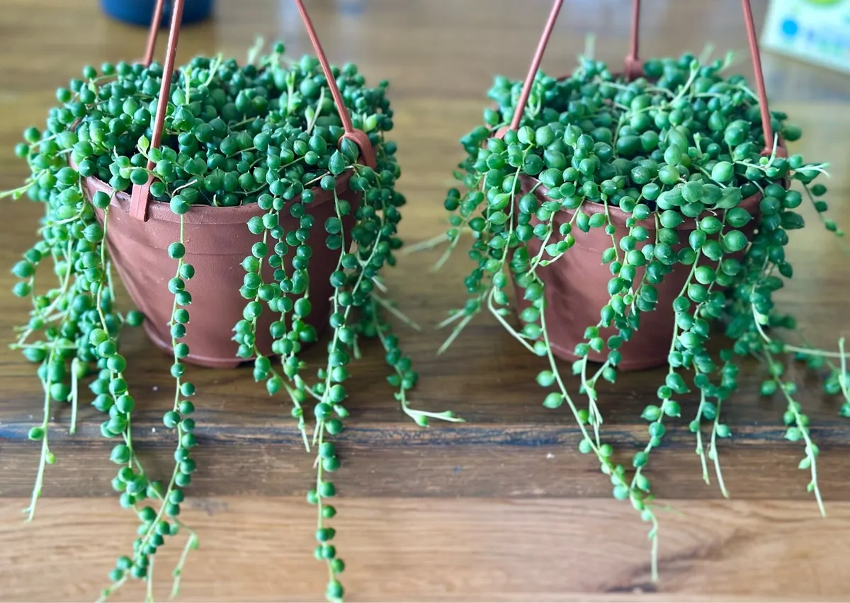 String of Pearls in 12cm hanging pot and 20cm long - Image 4