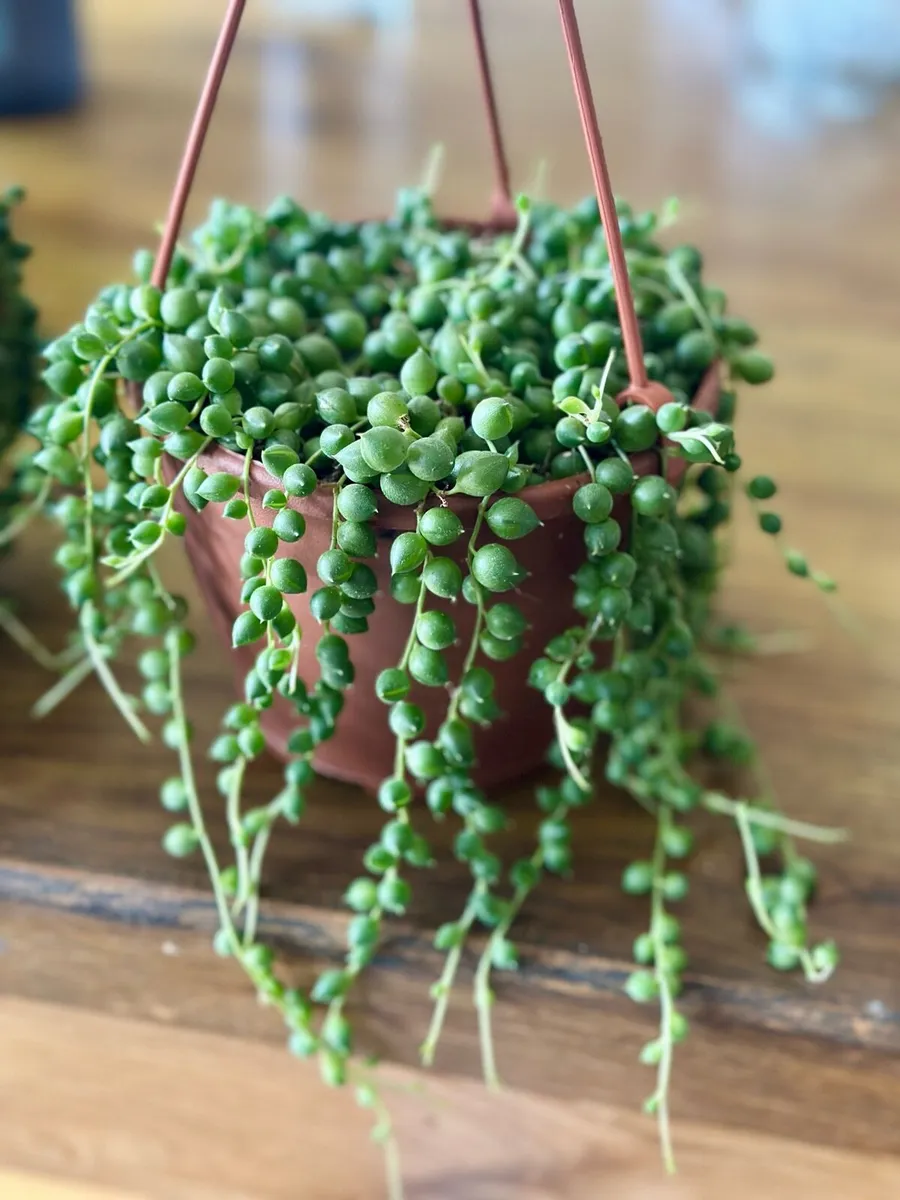 String of Pearls in 12cm hanging pot and 20cm long - Image 1