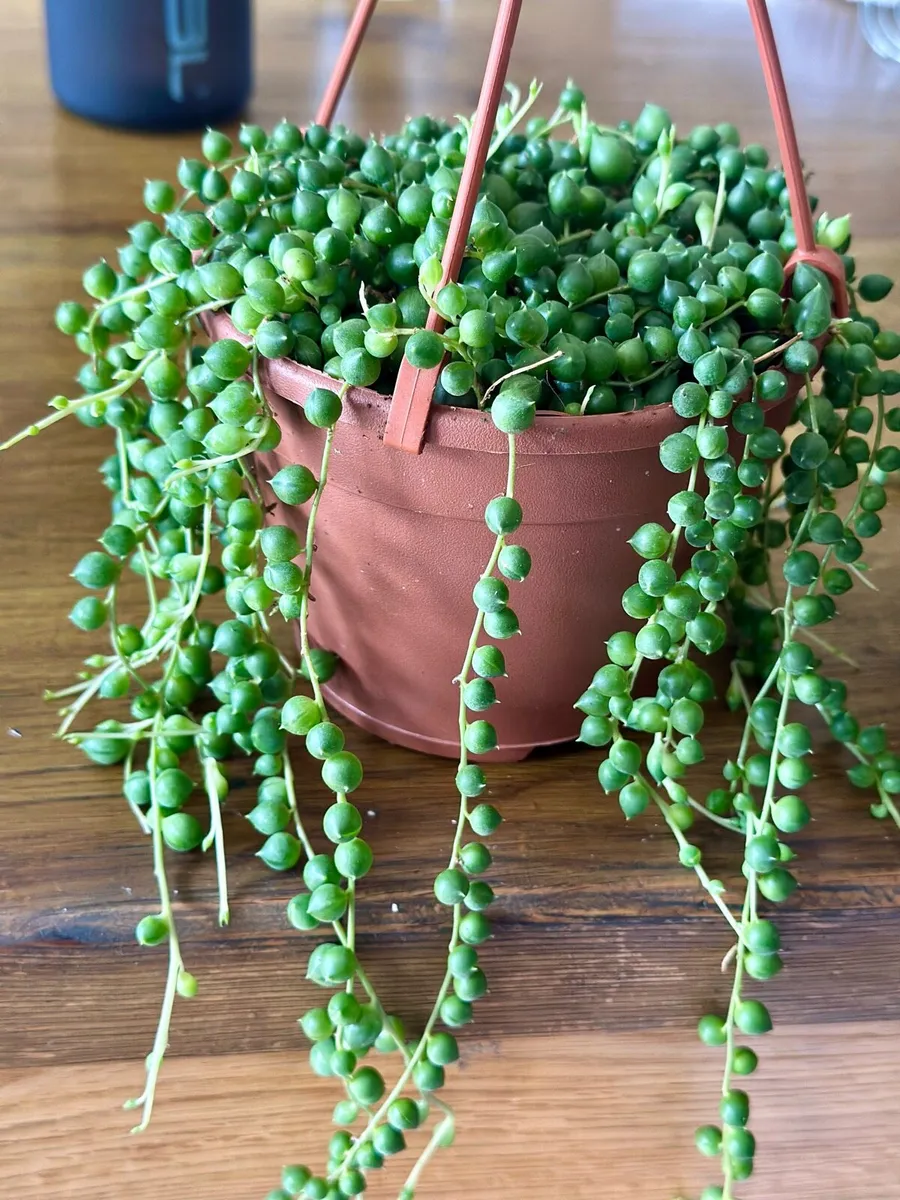 String of Pearls in 12cm hanging pot and 20cm long - Image 2