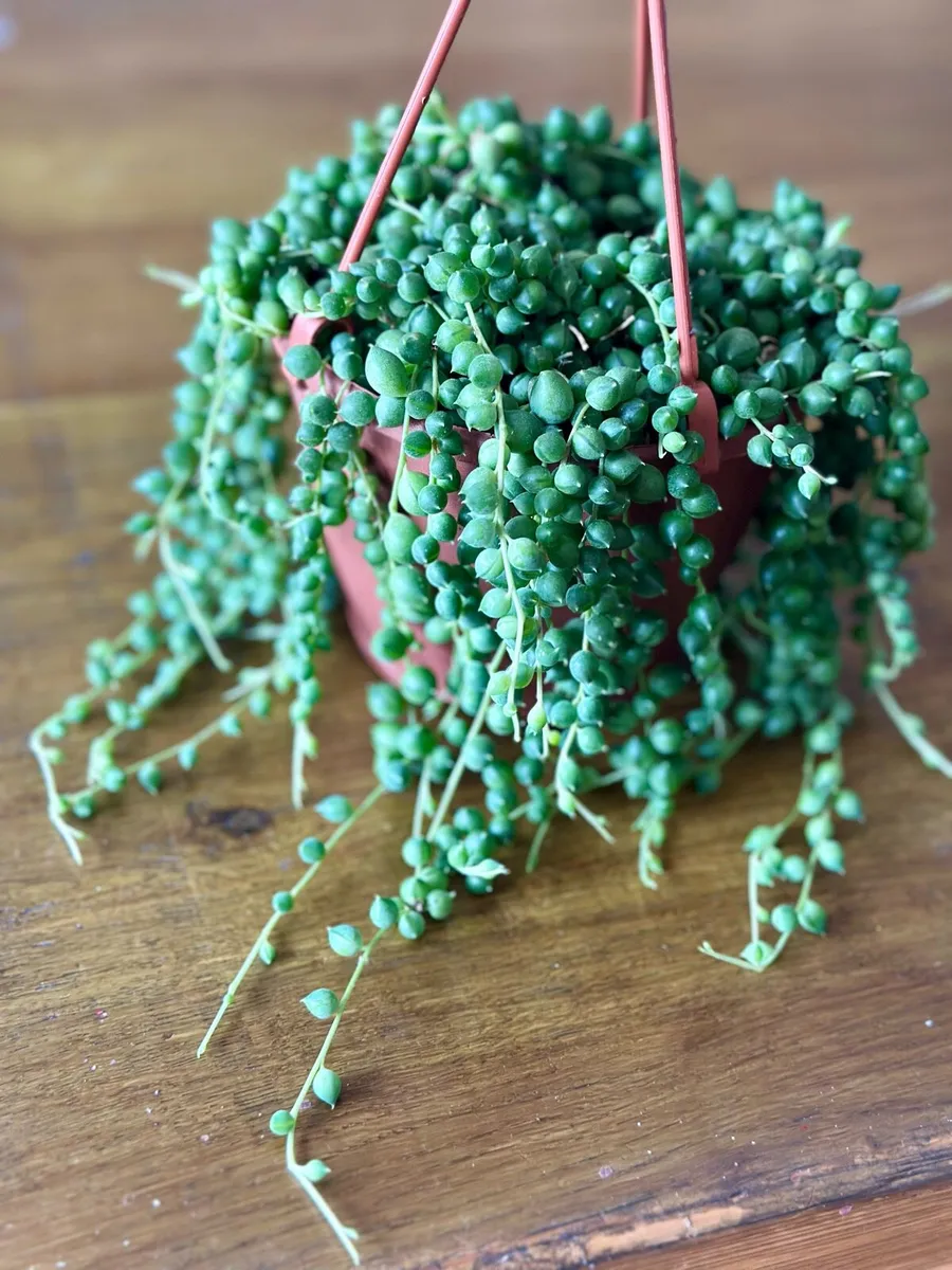 String of Pearls in 12cm hanging pot and 20cm long - Image 3