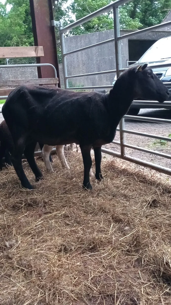 First crop Zwartble ewe with blue texel lambs - Image 4