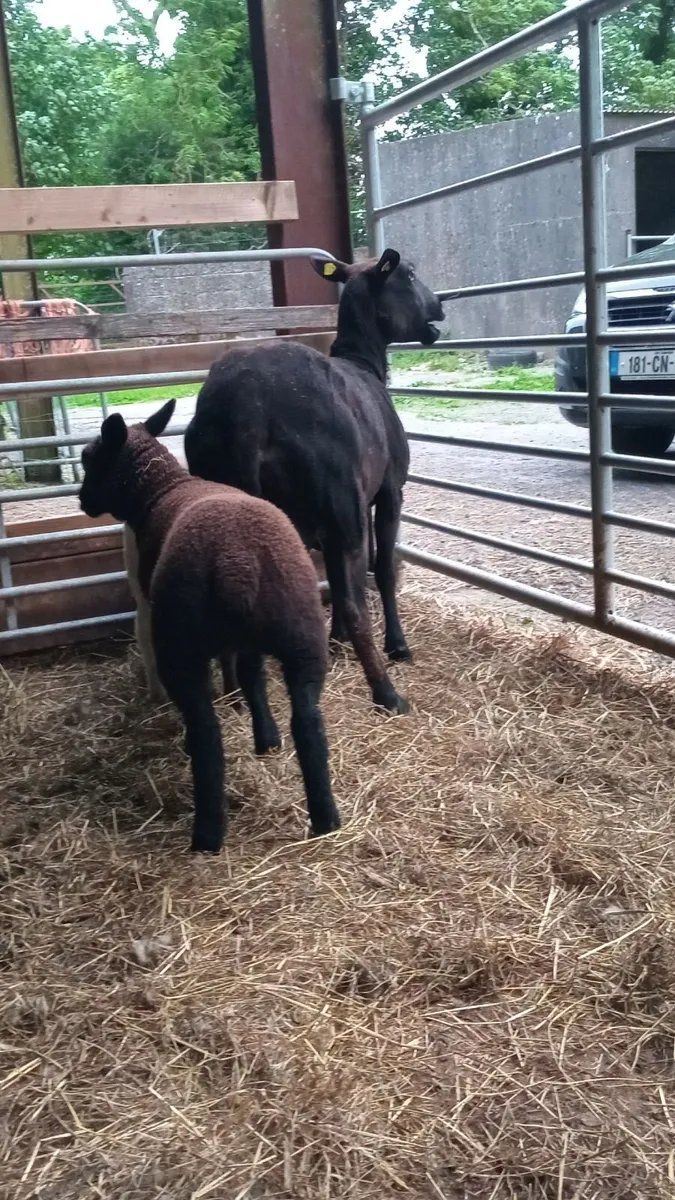 First crop Zwartble ewe with blue texel lambs - Image 1