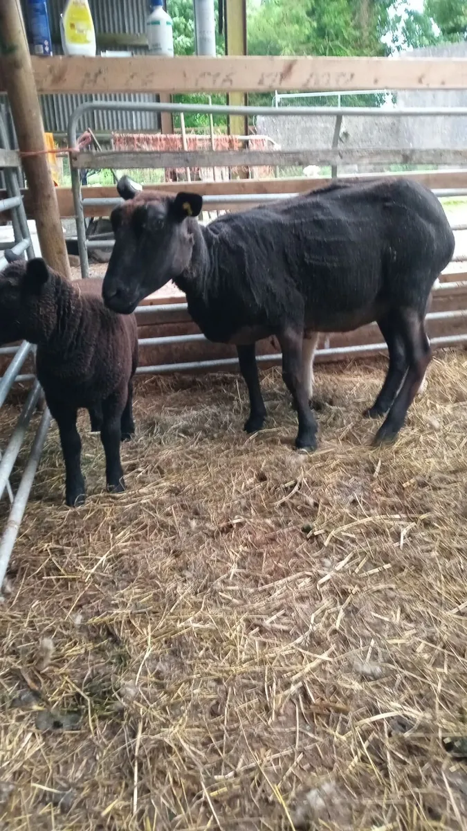 First crop Zwartble ewe with blue texel lambs - Image 2