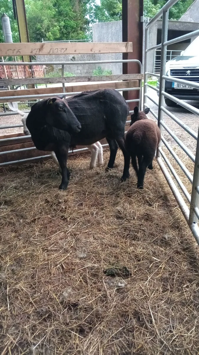 First crop Zwartble ewe with blue texel lambs - Image 3