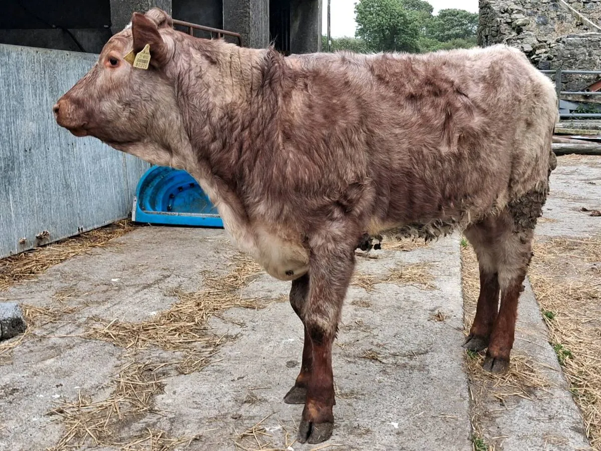 Roan Limousin Weanling Heifer - Image 3