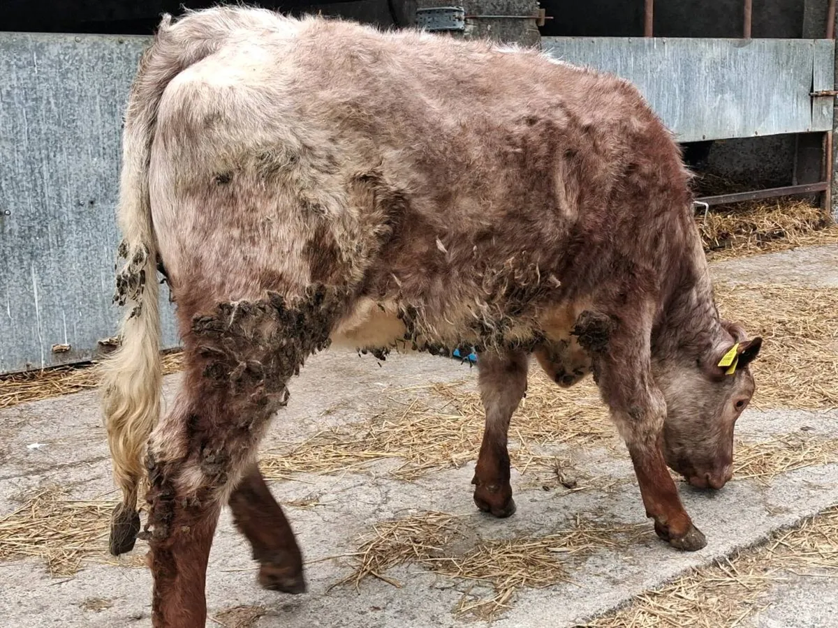 Roan Limousin Weanling Heifer - Image 4