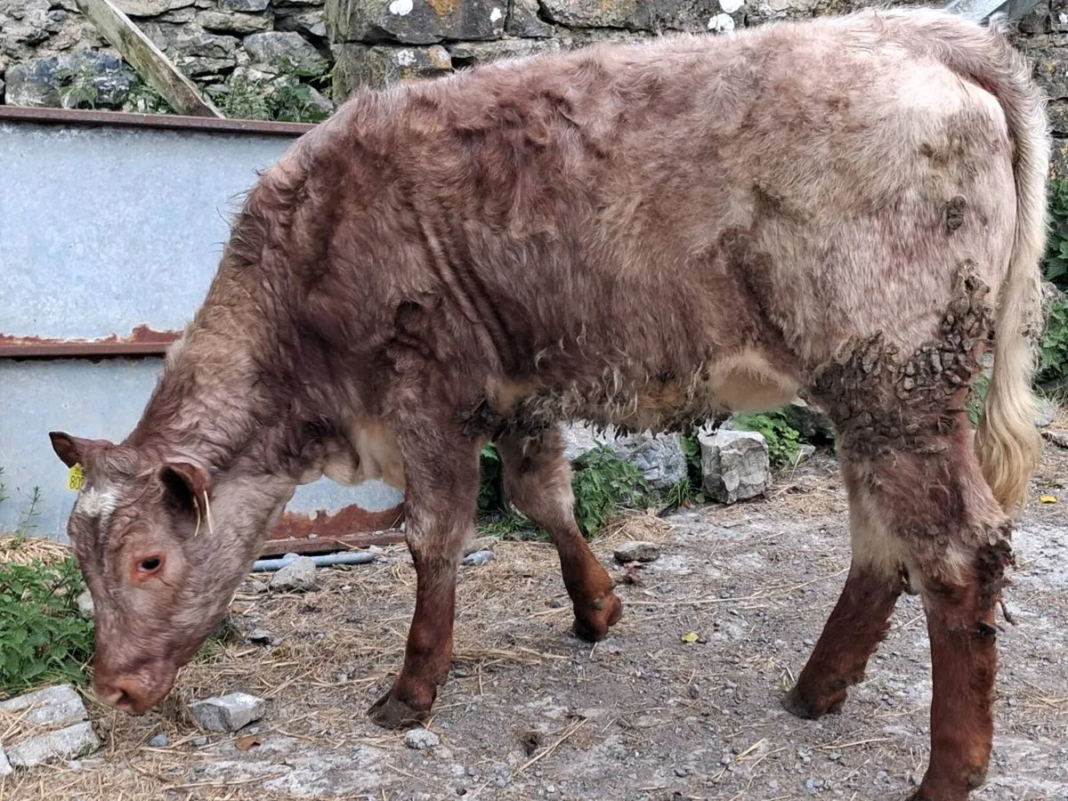 Roan Limousin Weanling Heifer - Image 2