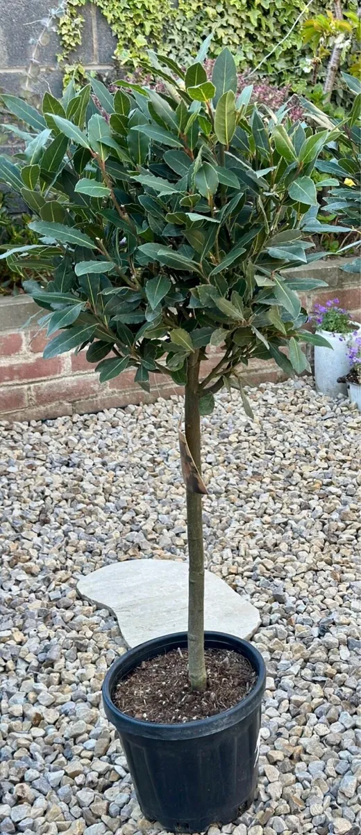 Laurus Nobilis with 35cm head in 10L pot and 120cm - Image 1