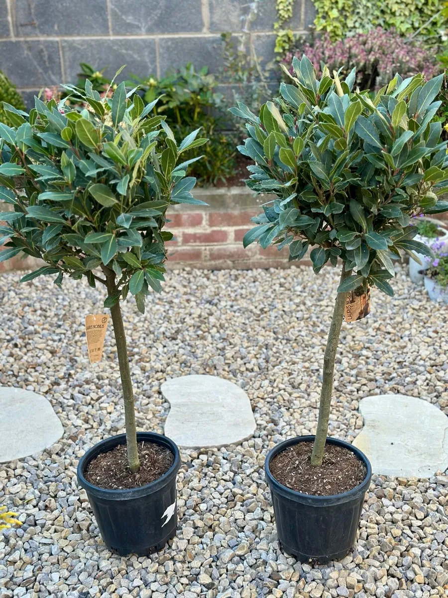 Laurus Nobilis with 35cm head in 10L pot and 120cm - Image 3