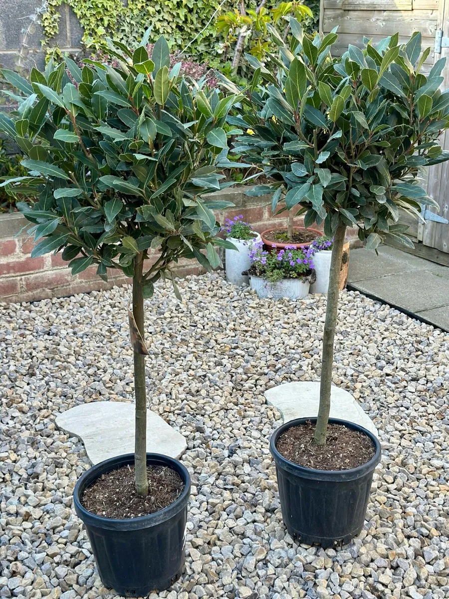 Laurus Nobilis with 35cm head in 10L pot and 120cm - Image 4