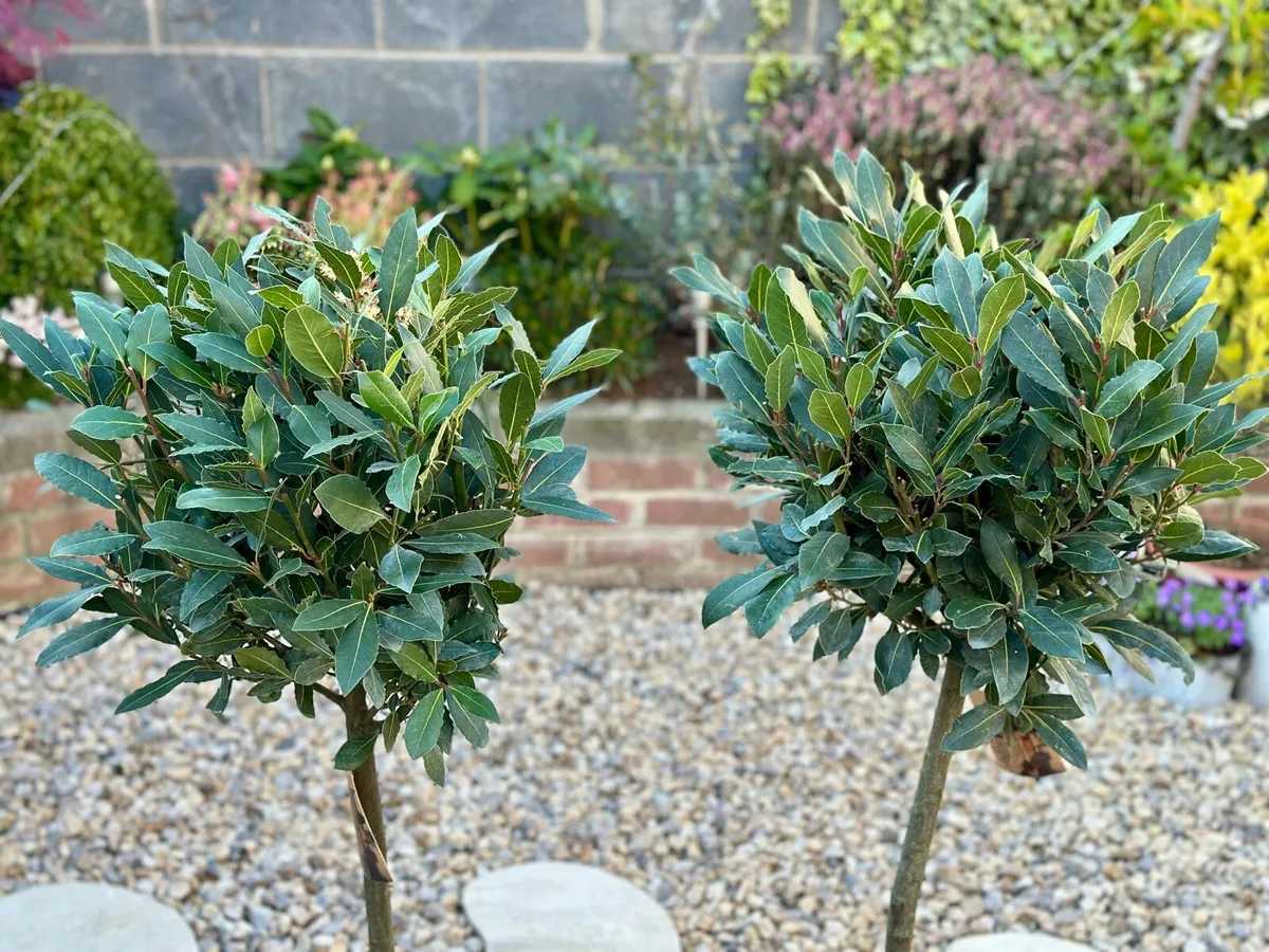 Laurus Nobilis with 35cm head in 10L pot and 120cm - Image 2