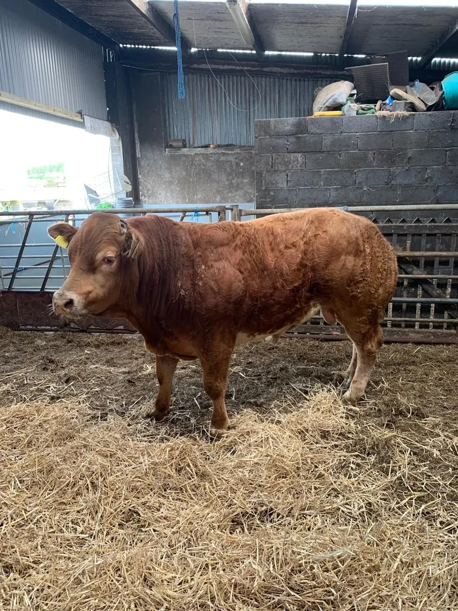Hybrid Bull for sale in Balla mart Sat 30th May. - Image 1