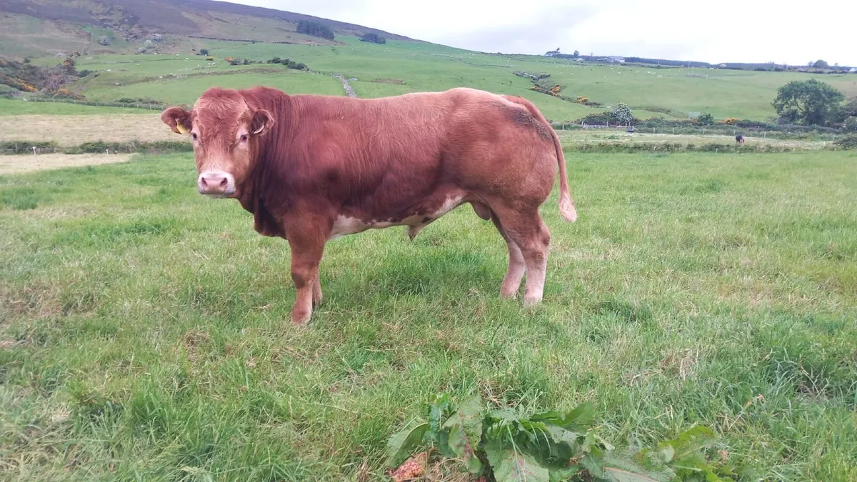 Hybrid Bull for sale in Balla mart Sat 30th May. - Image 2