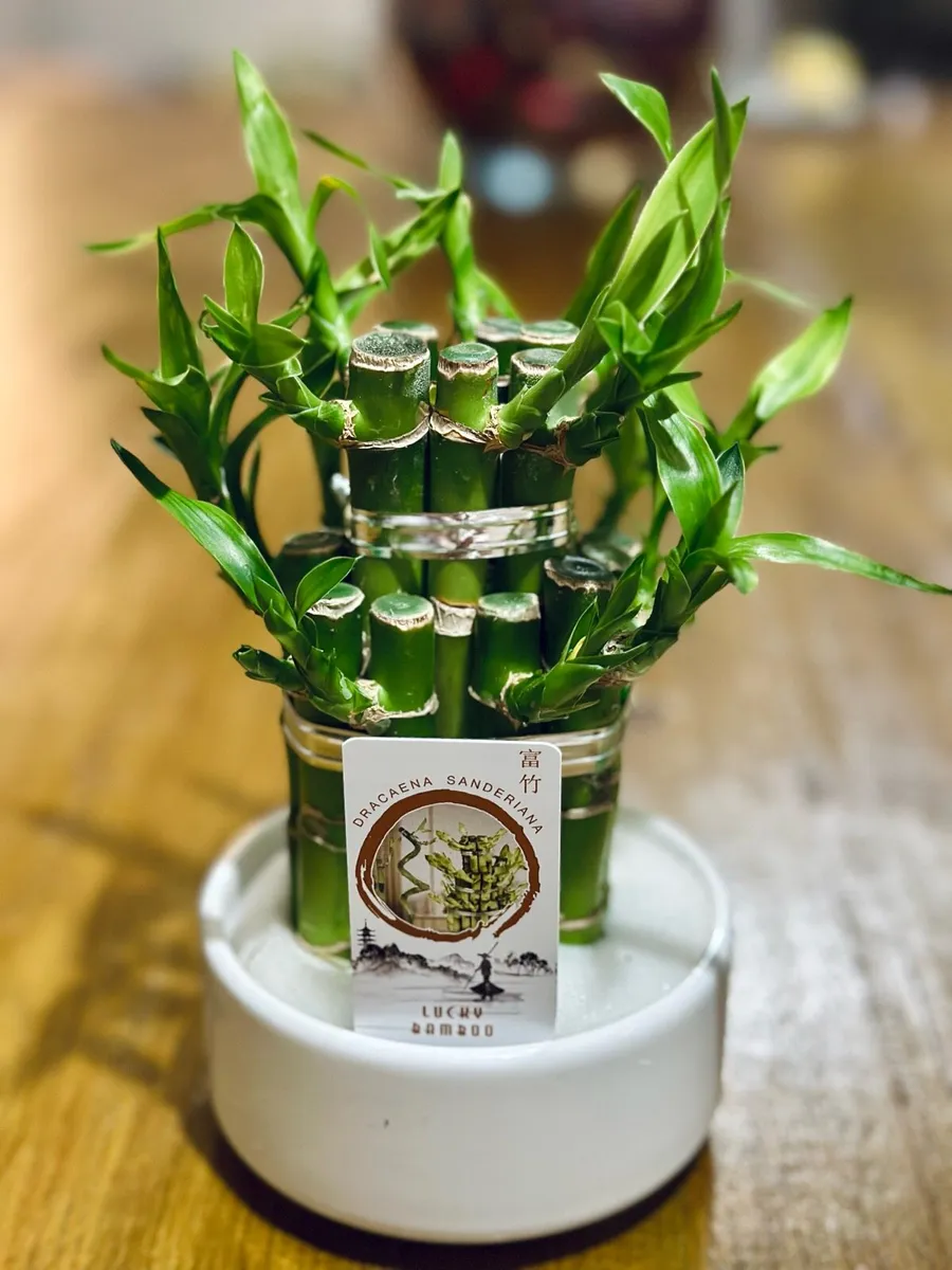 Lucky Bamboo in 10cm pot and 20cm in height - Image 4
