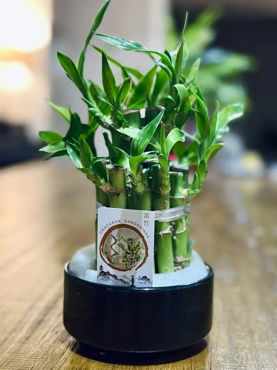 Lucky Bamboo in 10cm pot and 20cm in height - Image 2