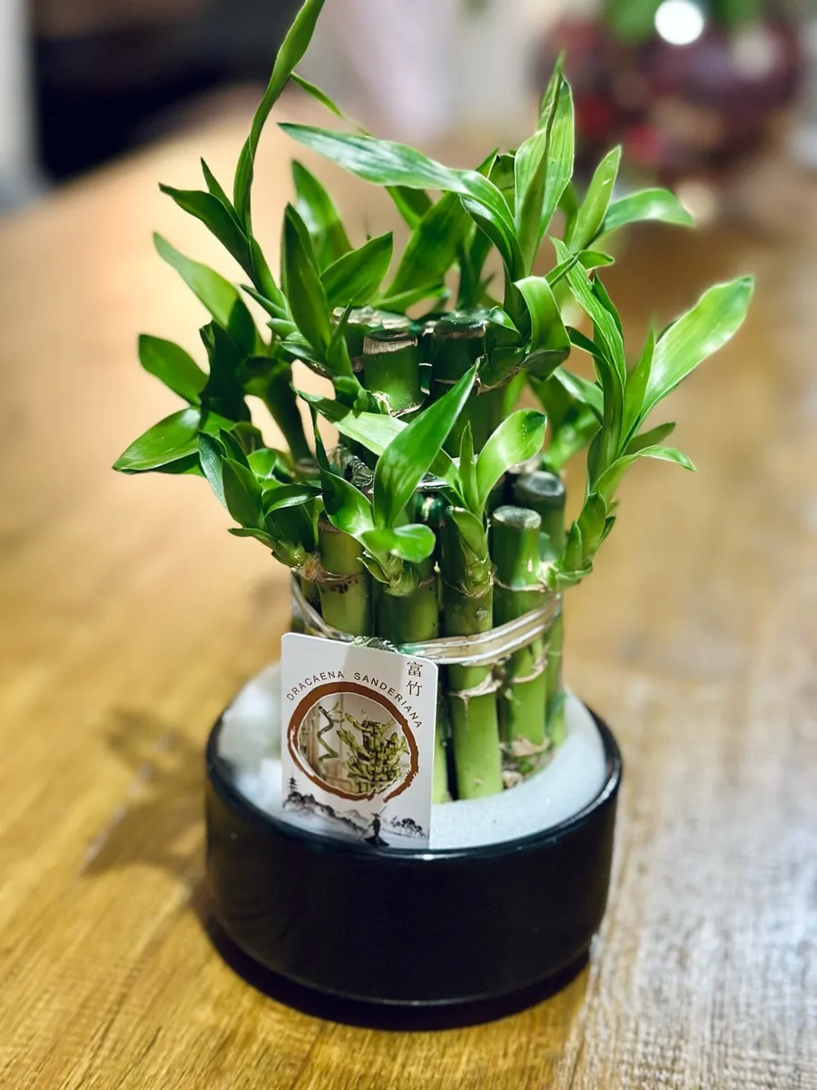 Lucky Bamboo in 10cm pot and 20cm in height - Image 3