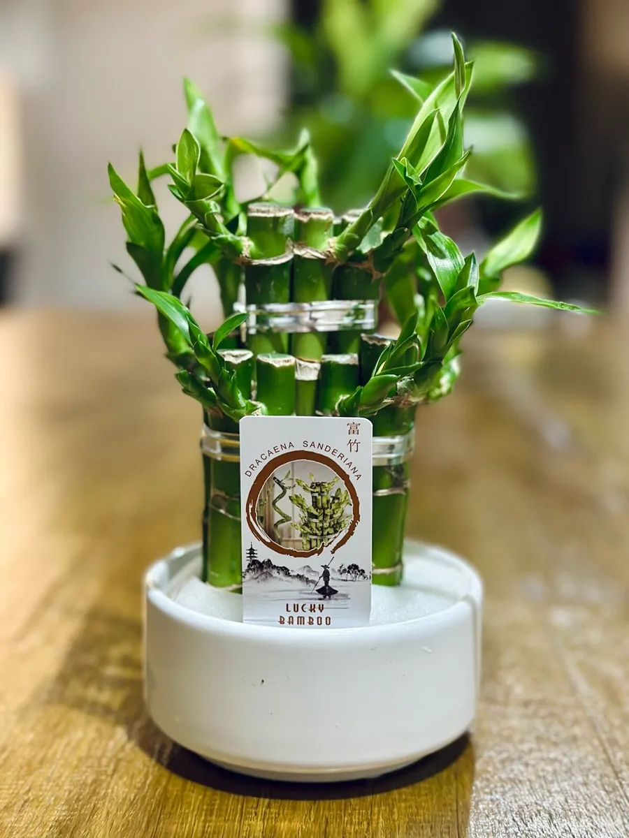 Lucky Bamboo in 10cm pot and 20cm in height - Image 1