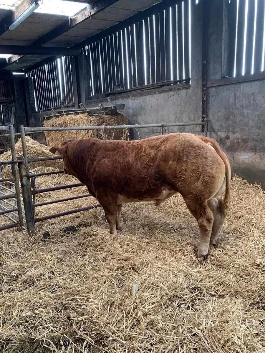 Hybrid Bull for sale in Balla mart Sat 30th May. - Image 3