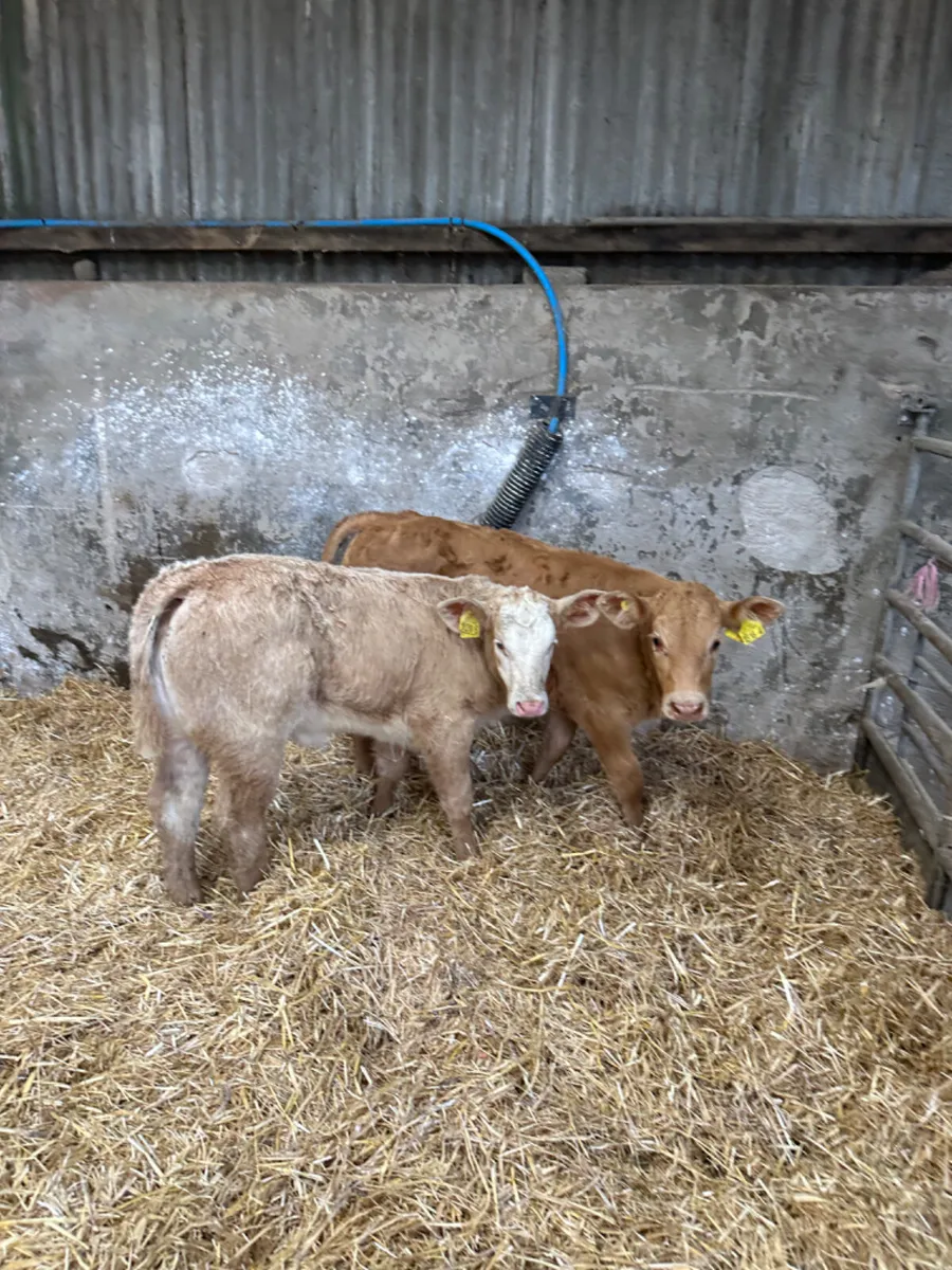 Charolais heifers - Image 4