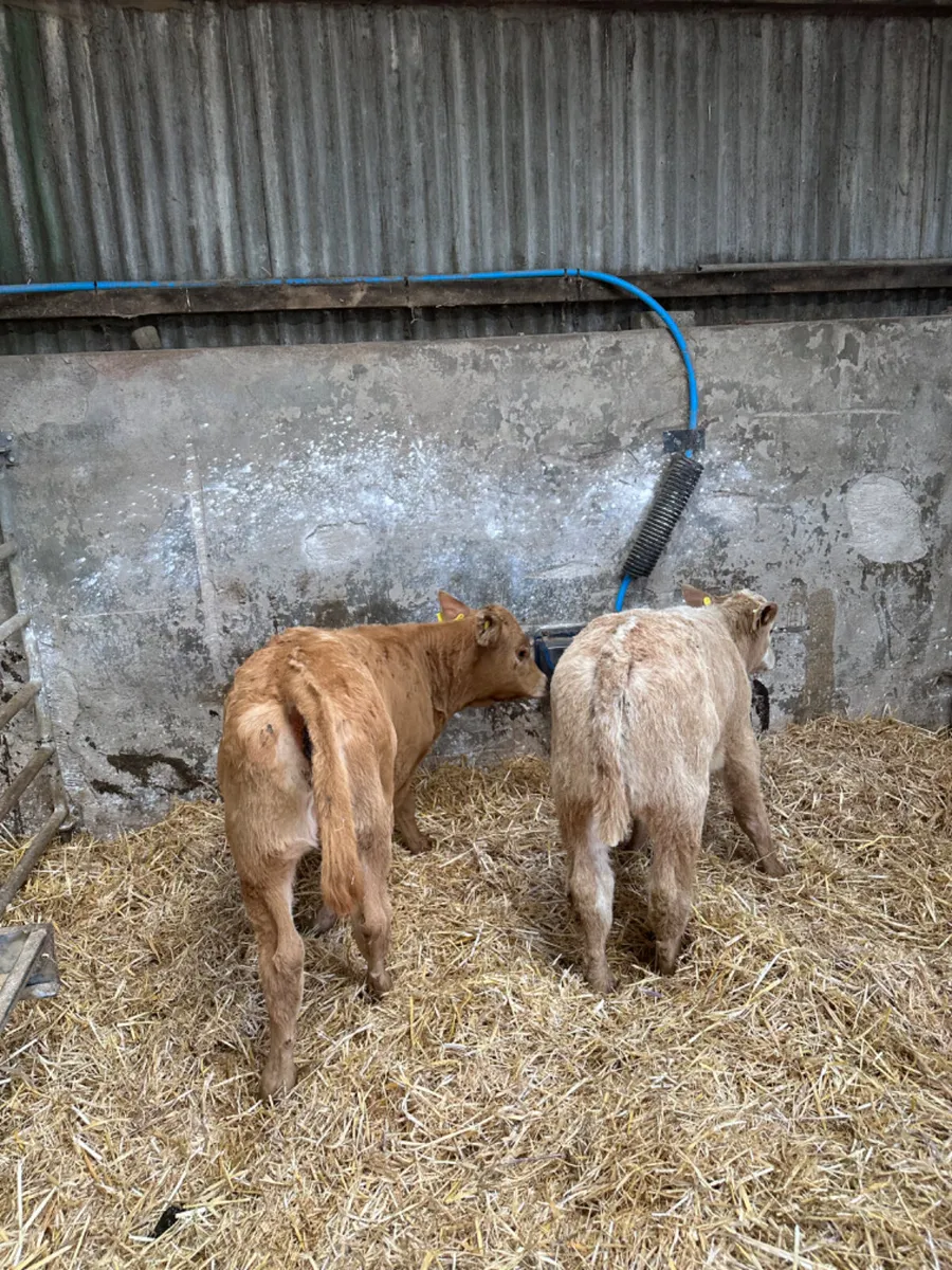 Charolais heifers - Image 2