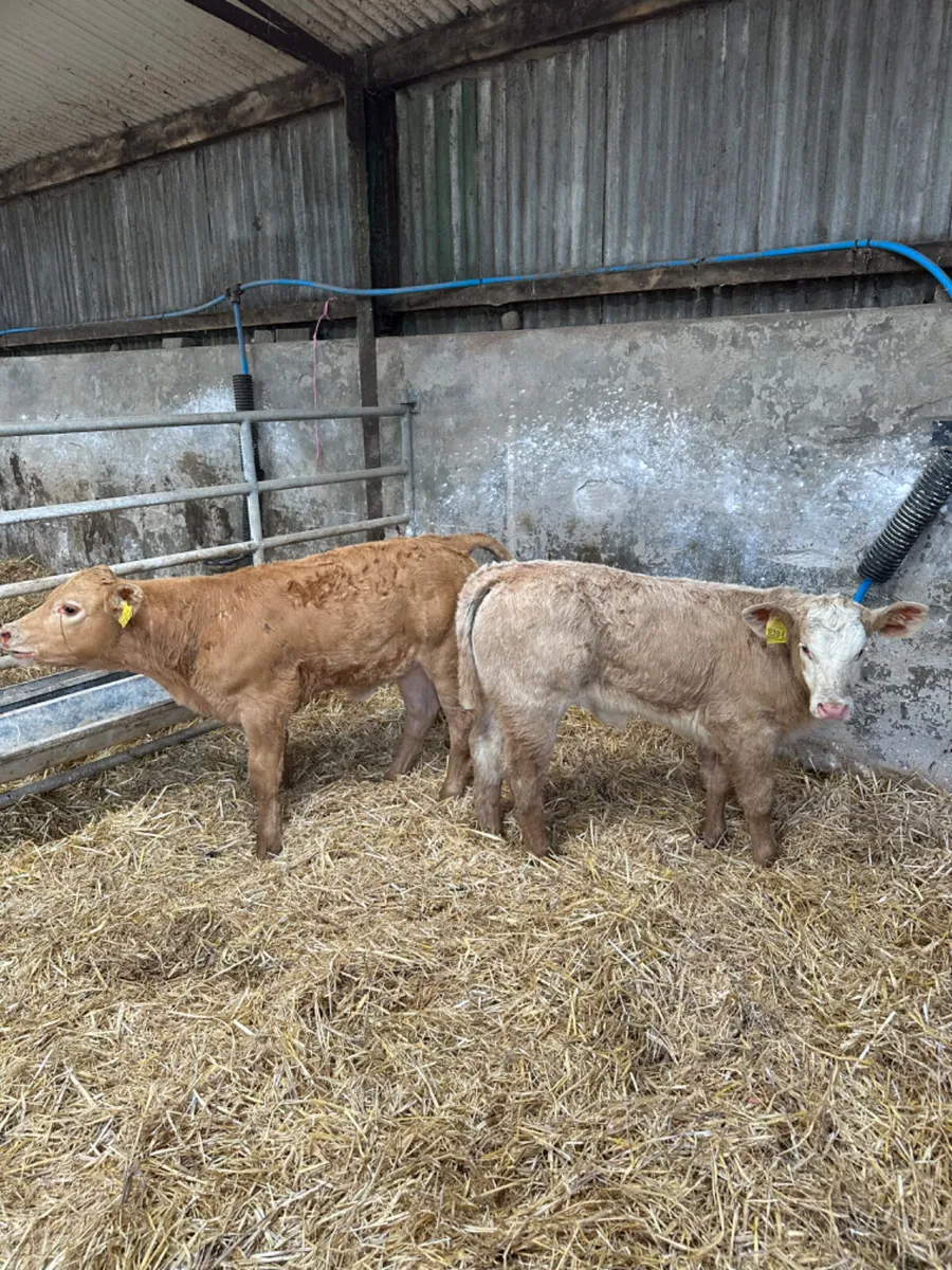 Charolais heifers - Image 1