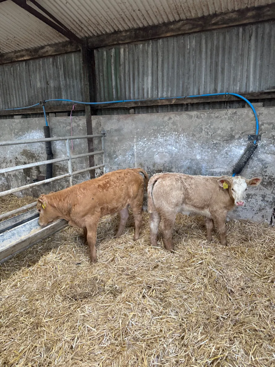Charolais heifers - Image 3