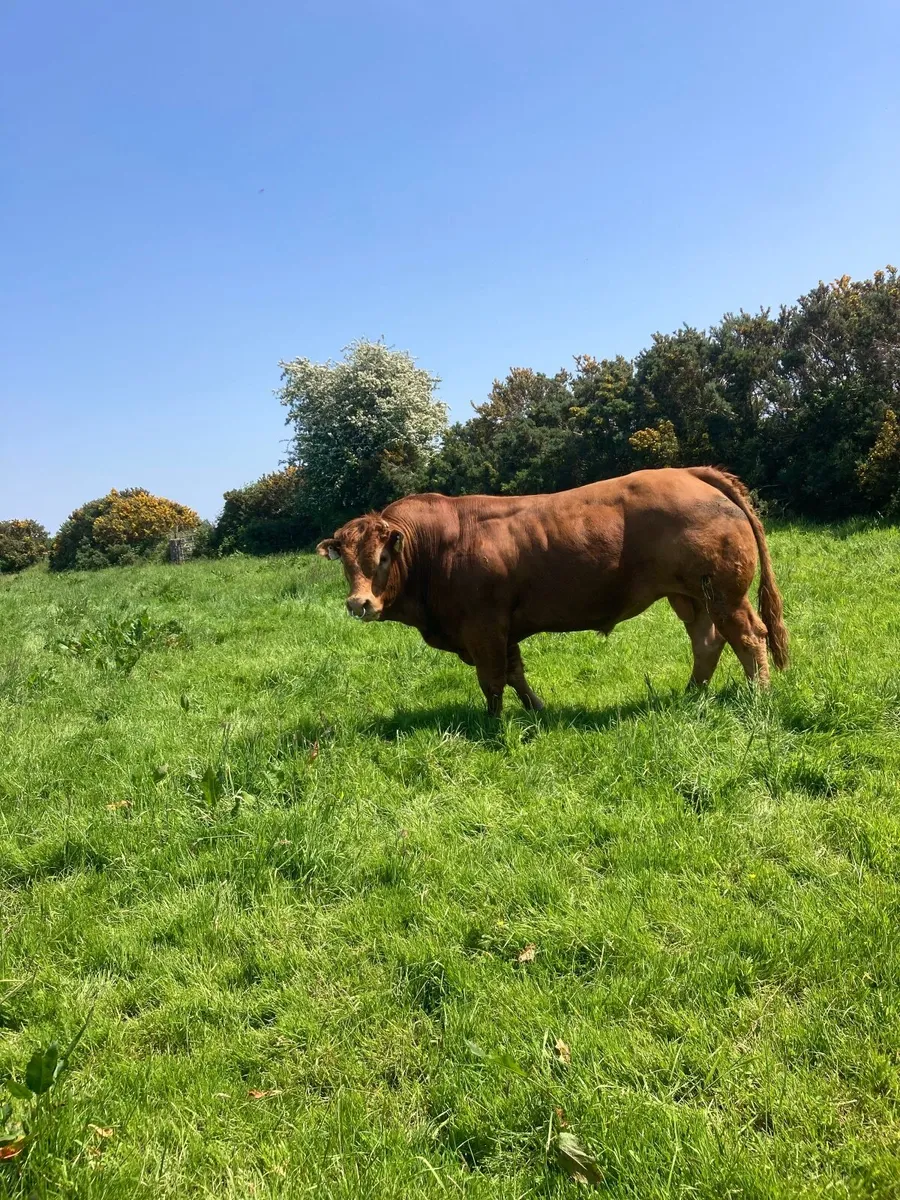 5 Star LM Bull