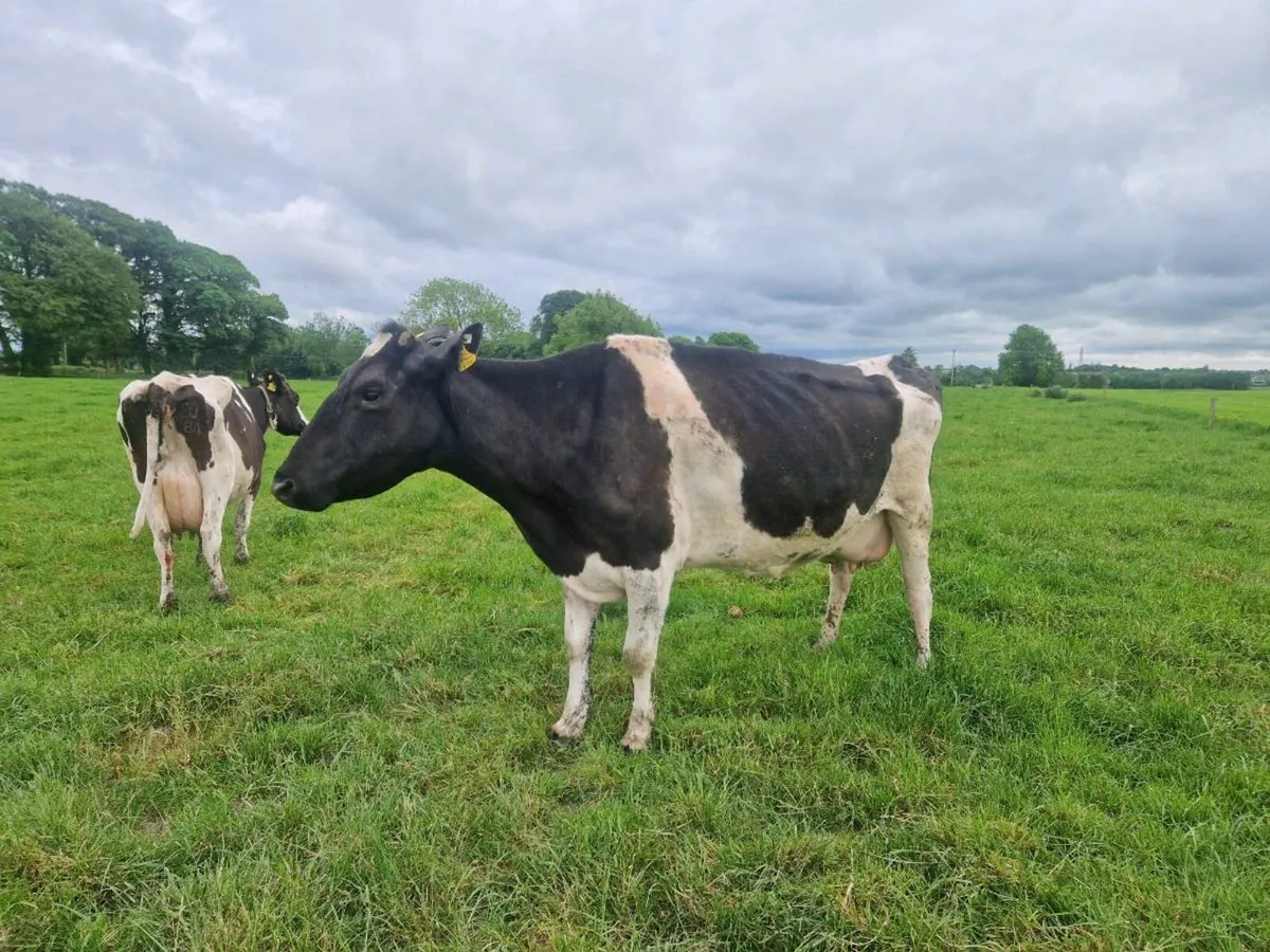 3 Cows and 6 Calves - Image 3