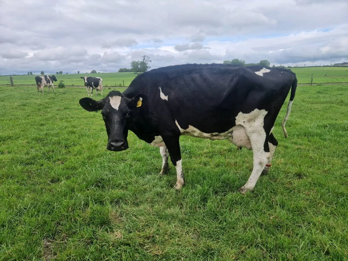 3 Cows and 6 Calves - Image 4