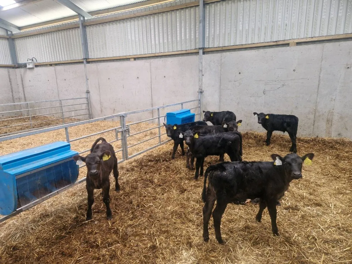 3 Cows and 6 Calves - Image 2
