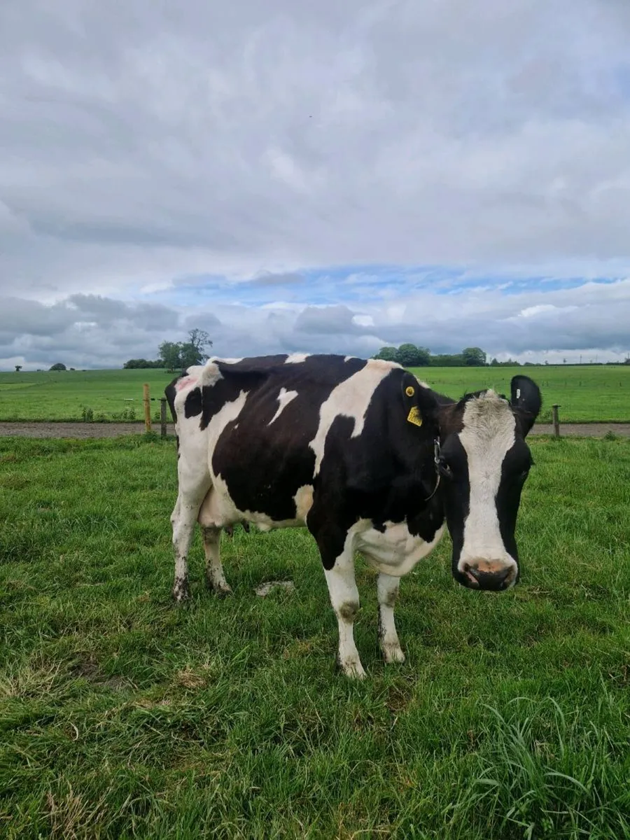 3 Cows and 6 Calves - Image 1