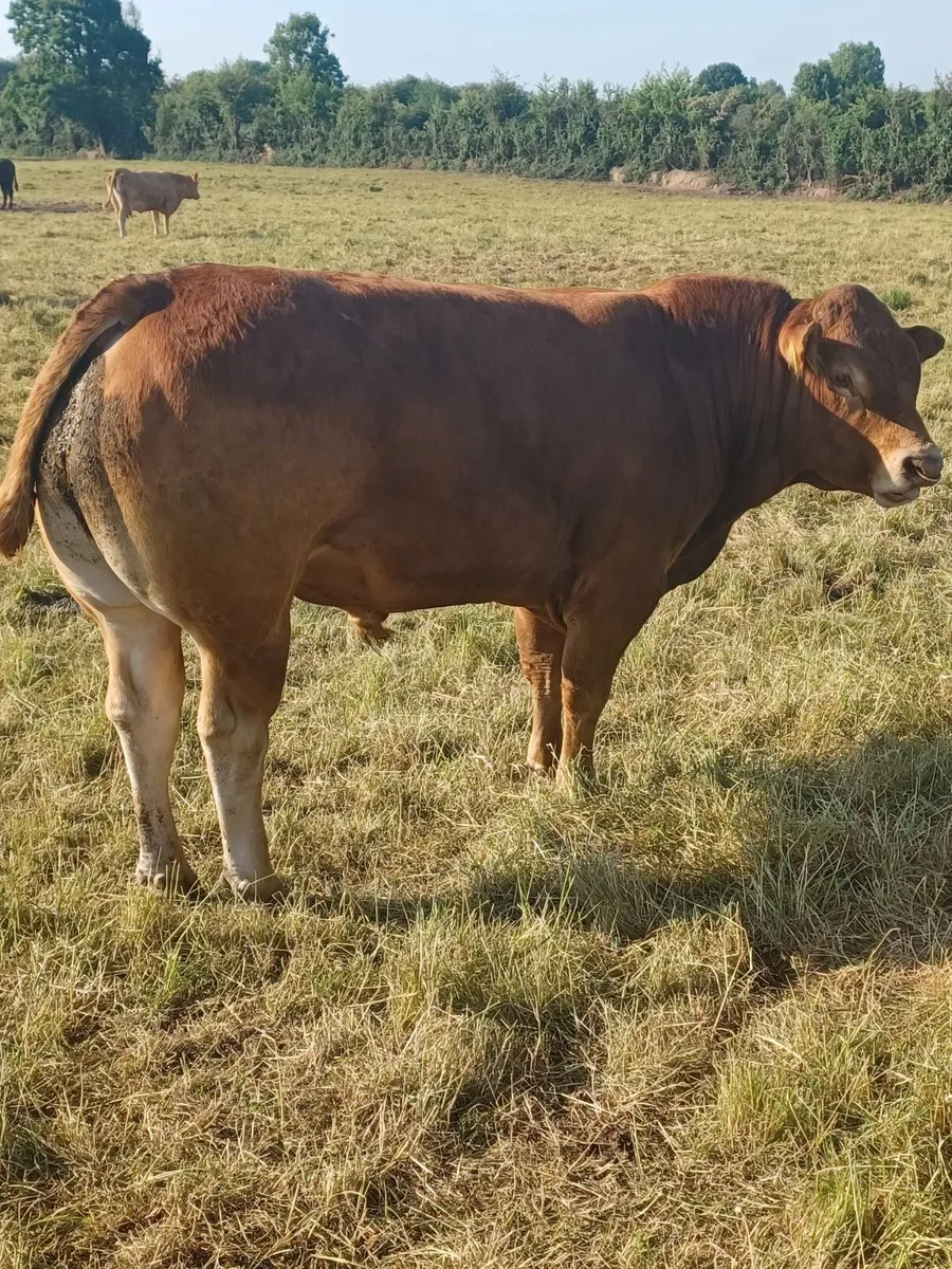 Purebred Registered Limousin Bull - Image 1