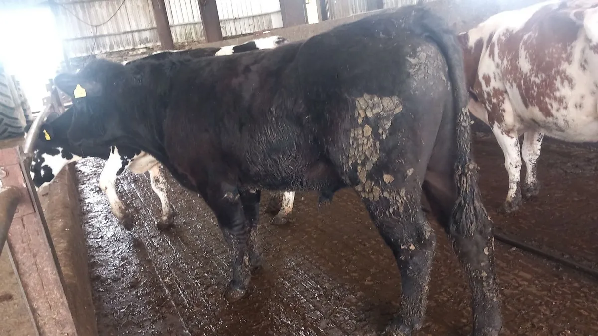Angus bull - Image 1