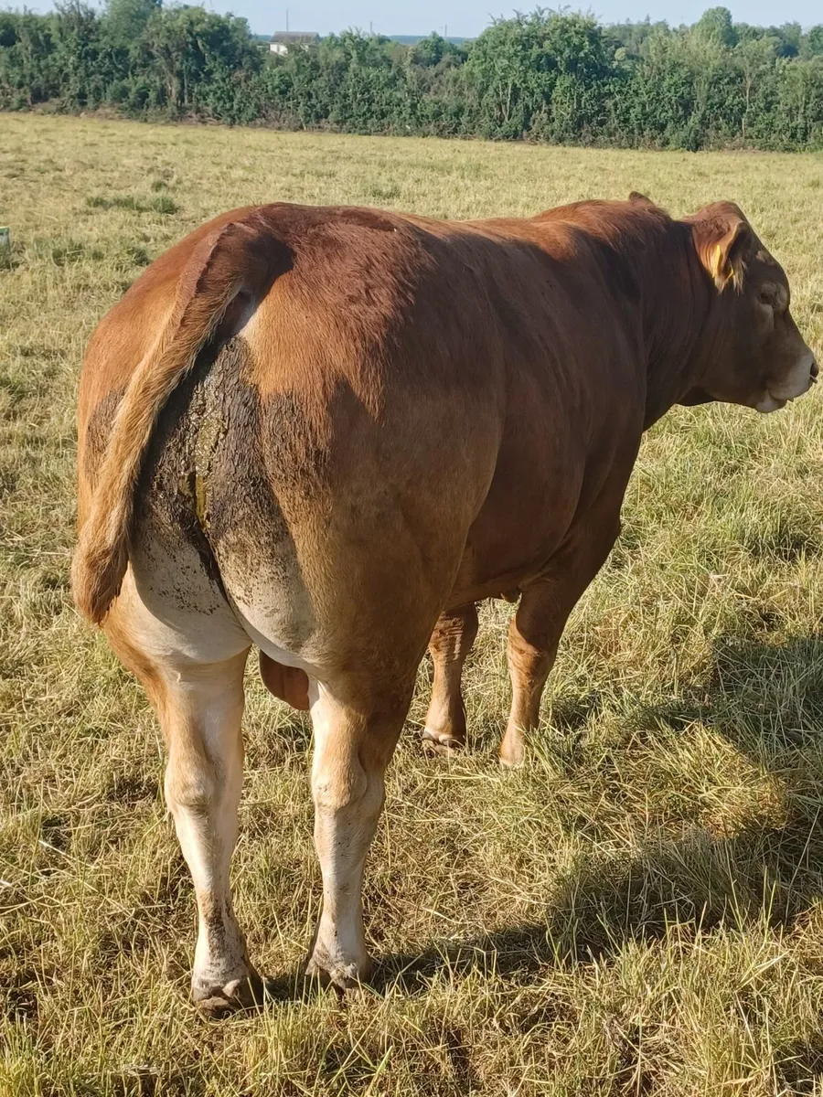 Purebred Registered Limousin Bull - Image 2
