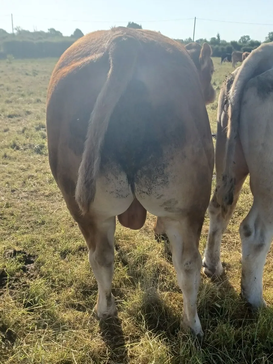 Purebred Registered Limousin Bull - Image 3