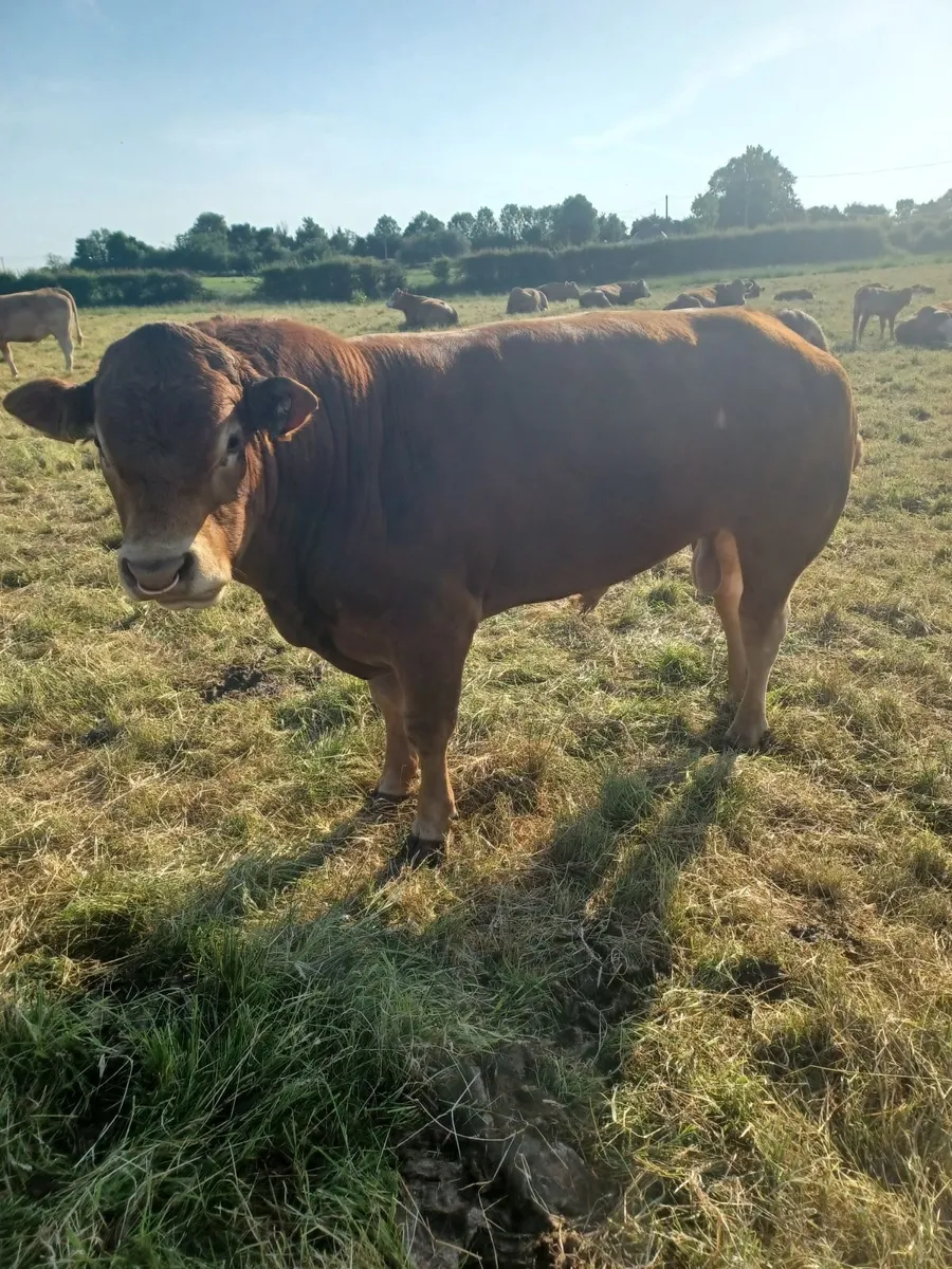 Purebred Registered Limousin Bull - Image 4