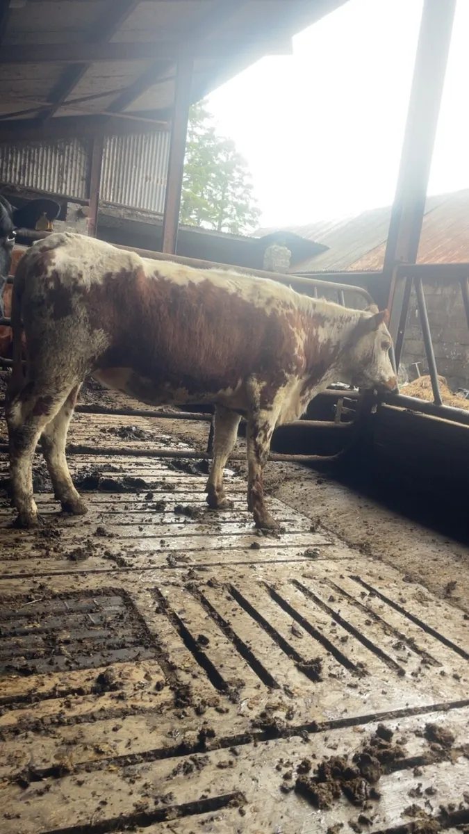 Incalf Irish moiled heifer - Image 1