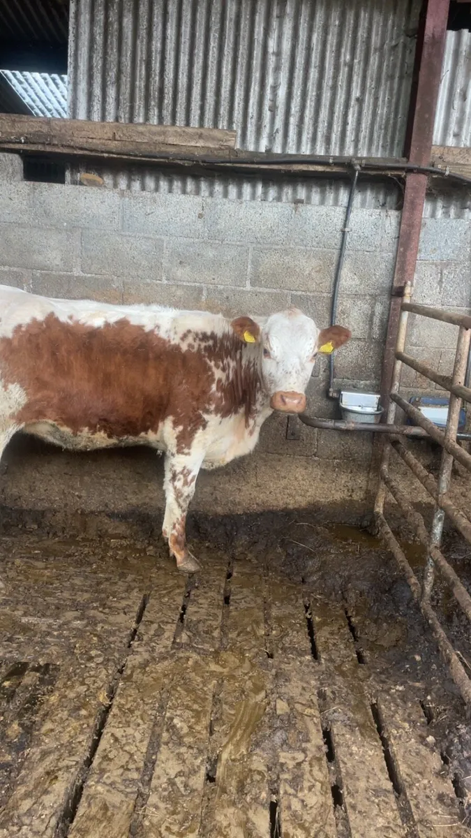 Incalf Irish moiled heifer - Image 2