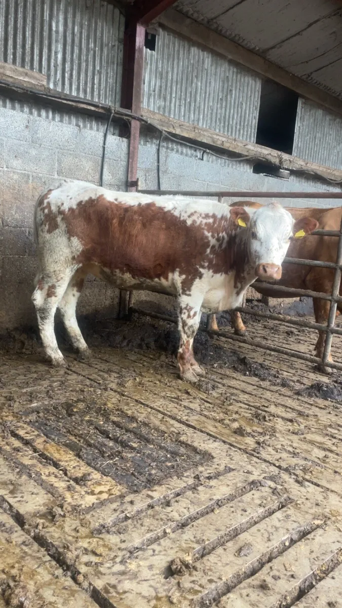 Incalf Irish moiled heifer - Image 3