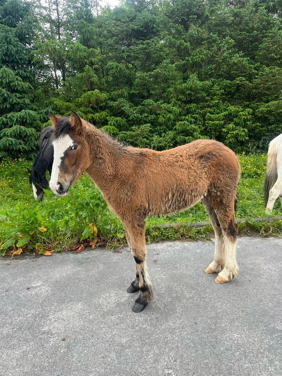 6 Month Bay Colt and Dark Bay Filly Foal - Image 1