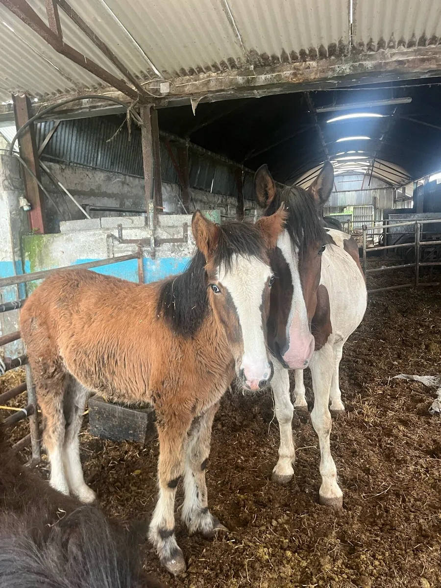 6 Month Bay Colt and Dark Bay Filly Foal - Image 2