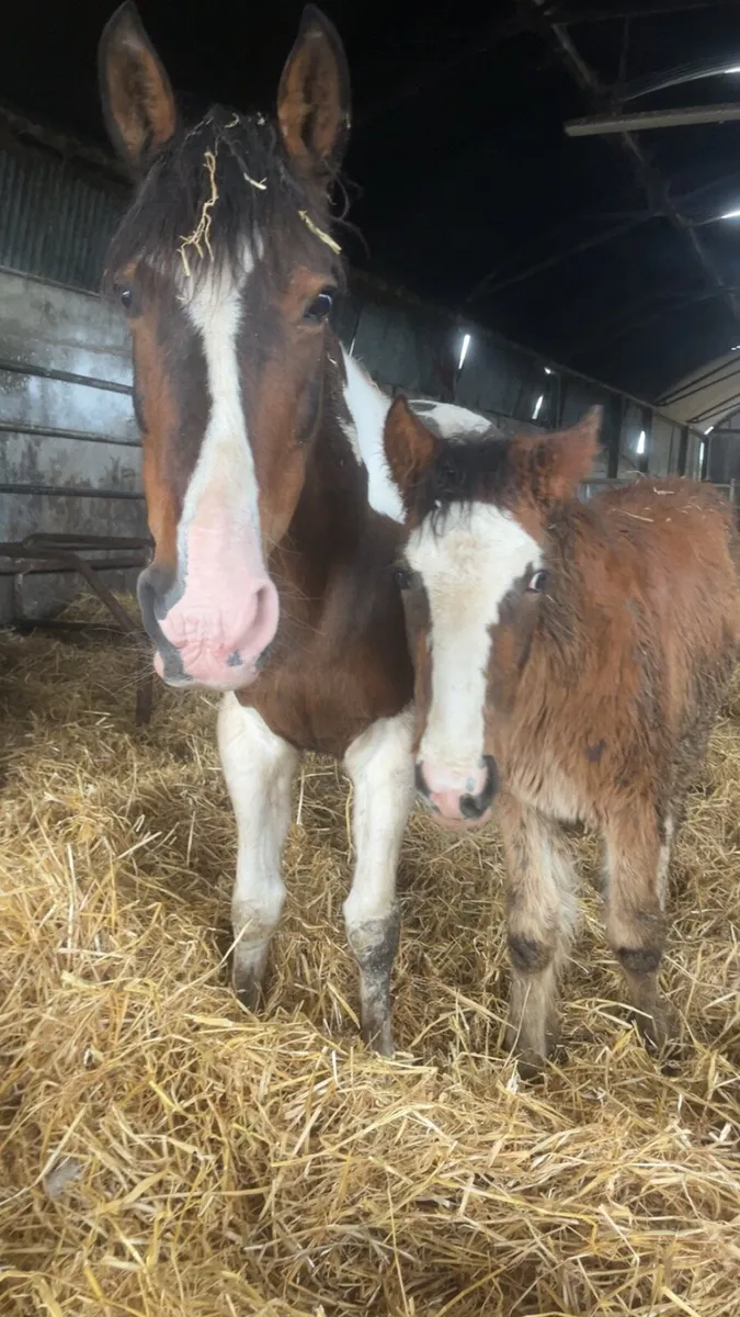 6 Month Bay Colt and Dark Bay Filly Foal - Image 4