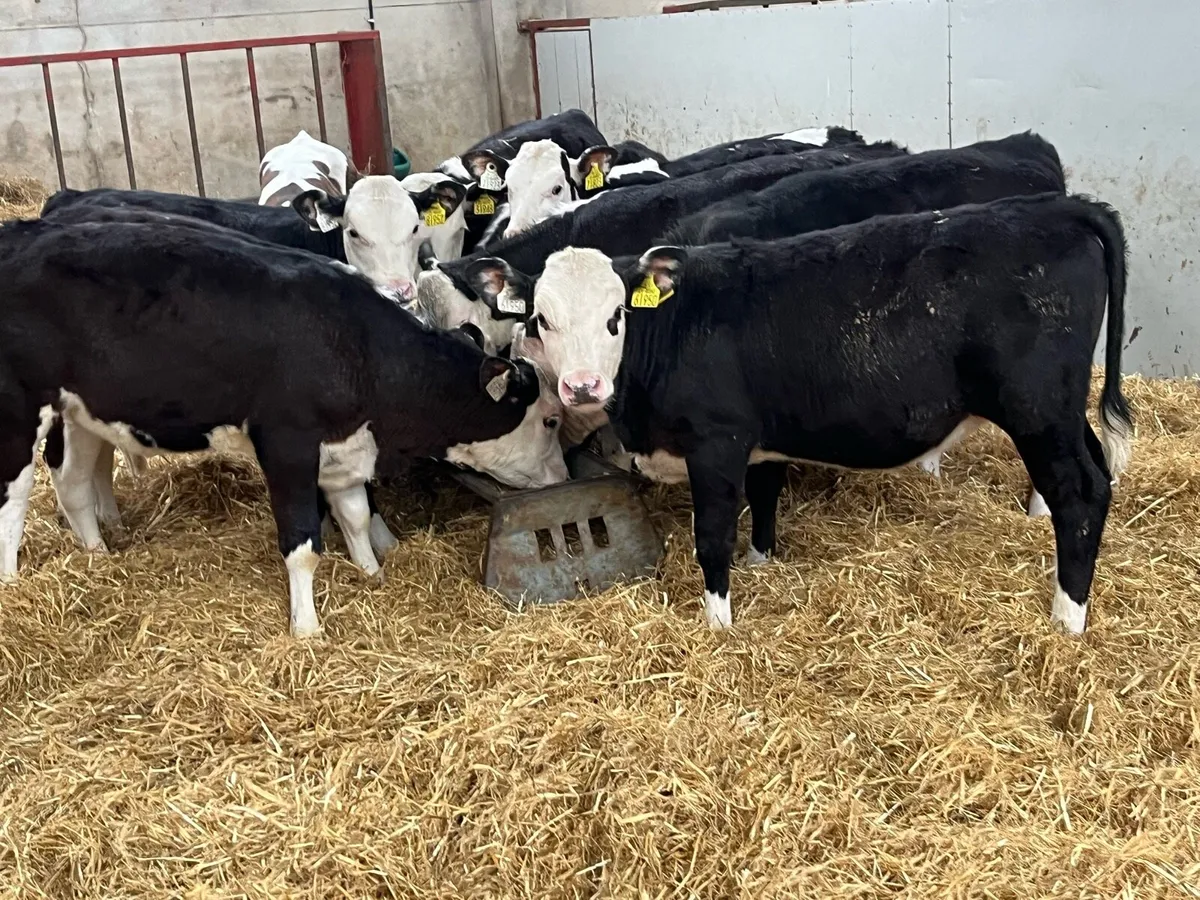 Super Hereford Heifer Weanlings - Image 2