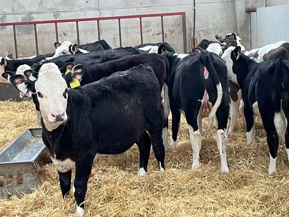 Super Hereford Heifer Weanlings - Image 3